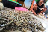 Target Produksi Udang Nasional