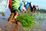 MEMASUKI MUSIM TANAM PADI. Pekerja menanam padi di Kelurahan Barurambat Timur, Pamekasan, Jawa Timur, Senin (6/1/20). Petani di Pamekasan mulai menanam padi karena sebagian besar lahan di kabupaten itu merupakan sawah tadah hujan.  Antara Jatim/zk