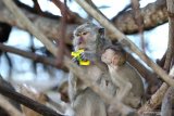 PERUBAHAN PERILAKU KERA EKOR PANJANG. Kera ekor panjang (macaca fascicularis) memakan sampah kemasan yang dibuang pengunjung di Taman Nasional Baluran, Situbondo, Jawa Timur, Sabtu (25/1/2020). Petugas TN Baluran menyatakan, kebiasaan wisatawan  memberi makan kera ekor panjang mengubah perilakunya semakin agresif dan membuat ketergantungan makanan. Antara Jatim/Budi Candra Setya/zk