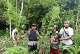 Polres Keerom ciduk pemilik ladang ganja seluas satu hektare distrik Waris