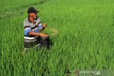 Kuota pupuk bersubsidi di Sulsel menurun