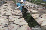 Pekerja menjemur ikan jambal di Pabean udik Indramayu, Jawa Barat, Selasa (4/2/2020). Pengusaha mengaku permintaan ekspor ikan jambal kering dari berbagai negara di Asia Tenggara seperti Malaysia, Brunei dan Singapura semakin meningkat hingga 40 persen dan dijual seharga Rp140 ribu per kilogram. ANTARA JABAR/Dedhez Anggara/agr