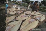 Pekerja menjemur ikan jambal di Pabean udik Indramayu, Jawa Barat, Selasa (4/2/2020). Pengusaha mengaku permintaan ekspor ikan jambal kering dari berbagai negara di Asia Tenggara seperti Malaysia, Brunei dan Singapura semakin meningkat hingga 40 persen dan dijual seharga Rp140 ribu per kilogram. ANTARA JABAR/Dedhez Anggara/agr