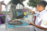 Polisi menunjukkan barang bukti satwa burung saat ungkap kasus perdagangan satwa dilindungi di Polda Jawa Timur, Surabaya, Jawa Timur, Selasa (4/2/2020). Ditreskrimsus Polda Jawa Timur menangkap lima tersangka atas kasus memperdagangkan satwa dilindungi dan mengamankan 19 ekor Kakatua Maluku (Cacatua Moluccensis), sejumlah burung elang, satu ekor Rangkong Badak (Buceros Rhinoceros), dan 610 cangkang kerang berbagai jenis. Antara Jatim/Didik/Zk