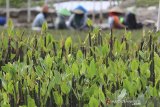 Warga menanam bibit mangrove untuk dijual di desa Pabean ilir, Pasekan, Indramayu, jawa Barat, Rabu (5/2/2020). Warga setempat membudidayakan bibit mangrove untuk dijual ke berbagai daerah dengan harga Rp1.500 per bibit. ANTArA JABAR/Dedhez Anggara/agr