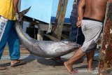 Nelayan mengangkat ikan tuna sirip kuning untuk pangsa ekspor saat diturunkan dari kapal di pelabuhan perikanan Ulee Lheue, Banda Aceh, Aceh, Rabu (5/2/2020). Menurut pedagang penampung, ikan tuna kualitas ekspor asal Aceh yang sudah menembus pasar luar negeri, Jepang, Singapura, Malaysia, Korea Selatan, Thailand dan Hongkong itu sejak sepekan terakhir harganya turun dari Rp50.000 perkilogram menjadi Rp46.000 perkilogram kemungkinan pengaruh transaksi perdagangan komoditas di pasar luar negeri terdampak virus corona. Antara Aceh/Ampelsa.