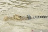 Buaya liar sungai Palu masih terlilit ban bekas