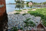 Update - Berat total ikan  mati di Danau Maninjau capai 63 ton