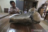 Petugas membersihkan fosil tulang gajah purba (Stegodon) di Indramayu, Jawa Barat, Kamis (6/2/2020). Tim Ahli Cagar Budaya Disbudpar Indramayu berhasil mengumpulkan beberapa fosil binatang purba di antaranya tulang kaki Gajah purba (Stegodon) Kerang moluska, serta gigi dan tulang belakang hiu purba (Megalodon). ANTARA JABAR/Dedhez Anggara/agr