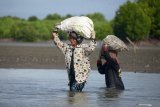 Sejumlah perempuan pesisir mengangkut karung berisi tiram di kawasan hutan manggrove, Desa Pande, Banda Aceh, Aceh, Kamis (6/2/2020). Keberadaan hutan manggrove yang ditanam pasca tsunami 2004 lalu itu, selain berfungsi untuk penghijauan pantai juga tempat bersarangnya tiram sebagai sumber ekonomi warga pesisir. Antara Aceh/Ampelsa.