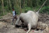 BBKSDA Riau kirim dua tim  selidiki gajah mati di Bengkalis