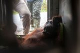 Satu Induk betina orangutan bernama Mama Rawa terbaring di dalam kandang setelah diselamatkan di Jalan Pelang-Tumbang Titi Km 9 di Desa Sungai Pelang, Kecamatan Matan Hilir Selatan, Kabupaten Ketapang, Kalimantan Barat, Minggu (2/2/2020). Dalam kesempatan tersebut IAR Indonesia dan BKSDA Kalbar berhasil menyelamatkan satu induk betina orangutan serta anaknya dari sebuah pohon kering di hutan yang telah mengalami kerusakan parah akibat kebakaran besar pada 2019 lalu, sementara satu orangutan jantan lainnya meloloskan diri saat hendak diselamatkan. ANTARA FOTO/HO/IAR Indonesia-Heribertus Suciadi/jhw/foc.