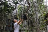 Petani menyiapkan tanaman anggrek hutan jenis Vanda untuk dikawin silangkan di Desa Paron, Kediri, Jawa Timur, Minggu (9/2/2020). Laboratorium kultur jaringan di tempat tersebut berhasil mengembangbiakkan berbagai jenis anggrek hutan dengan sistem kawin silang guna memenuhi banyaknya permintaan anggrek hutan di pasaran yang semakin sulit didapatkan dari habitat aslinya. Antara Jatim/Prasetia Fauzani/zk