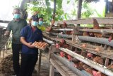 Kanwil Kemenkum HAM Sulbar apresiasi program kemandirian Lapas Polewali