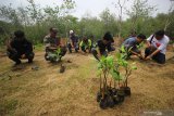 Sejumlah wartawan yang tergabung dalam Wartawan Pecinta Lingkungan bersama warga menanam bibit mangrove di Ekowisata Mangrove Gunung Anyar, Surabaya, Jawa Timur, Minggu (9/2/2020). Kegiatan tanam bibit mangrove yang diikuti 50 wartawan bersama warga tersebut sebagai bentuk kepedulian terhadap lingkungan sekaligus dalam rangka memperingati Hari Pers Nasional 2020. Antara Jatim/Moch Asim/zk.