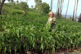 Petani Flores Timur sebut produksi panen jagung anjlok akibat ulat grayak