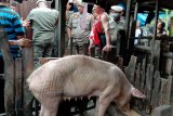 Satpol PP beri batasan waktu relokasi peternakan babi di Panaikang Makassar