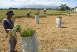 Sejumlah petani memotong tanaman padi puso atau gagal panen terdampak kemarau di Desa Cot Cut, Kecamatan Kuta Baro, Kabupaten Aceh Besar, Aceh, Rabu (12/2/2020). Sekitar 2.400 hektare tanaman padi di daerah itu mengalami puso akibat kemarau panjang dan beberapa hektare di antaranya terpaksa dipotong kemudian dijual untuk makanan ternak sapi dengan harga Rp25.000 hingga 35.000 per karung guna menutupi kerugian. Antara Aceh/Ampelsa.