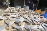 Pekerja menjemur sirip ikan hiu di Pabean Udik, Indramayu, Jawa Barat, Kamis (13/2/2020). Sirip ikan hiu tersebut masih banyak diminati pasar ekspor kendati sudah ada aturan larangan perdagangan sirip hiu. ANTARA JABAR/Dedhez Anggara/agr
