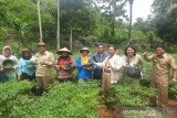 Petani Gunung Kidul mulai beralih tanam cabai rawit hijau