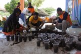 Petugas membudidayakan tanaman vetiver (Chrysopogon zizanioides) di kantor Badan Penanggulangan Bencana Daerah (BPBD) Situbondo, Jawa Timur, Jumat (14/2/2020). BPBD Situbondo melakukan pembibitan tanaman vetiver untuk dibagikan ke warga dan ditanam di lereng curam untuk mengurangi erosi tanah atau longsor karena tanaman tersebut memiliki akar mencapai lima meter. Antara Jatim/Seno/zk