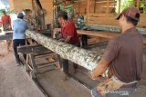 Sejumlah pekerja mempersiapkan kayu olahan dari batang kelapa di salah satu tempat usaha dagang kayu kelapa Desa Suak Seuke, Kecamatan Samatiga, Aceh Barat, Aceh, Sabtu (15/2/2020). Kayu kelapa hasil olahan tersebut dijual Rp 2.350.000 per ton untuk keperluan bahan bangunan, perabot rumah tangga dan berbagai kerajinan seperti hiasan lampu, pot bunga, asbak, nampan, mangkok dan gazebo. Antara Aceh/Syifa Yulinnas.