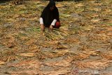 warga menjemur batang tanaman eceng gondok untuk dimanfaatkan sebagai bahan baku kerajinan tangan di Desa Kubu, Kecamatan Arongan Lambalek, Aceh Barat, Aceh, Sabtu (15/2/2020). Pemanfaatan tanaman eceng gondok selain digunakan sebagai bahan baku produksi kerajinan tangan juga dipakai sebagai bahan campuran produksi pupuk organik, obat tradisional dan bahan pakan ternak. Antara Aceh/Syifa Yulinnas.