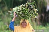 Seorang warga membawa batang tanaman eceng gondok untuk dimanfaatkan sebagai bahan baku kerajinan tangan di Desa Kubu, Kecamatan Arongan Lambalek, Aceh Barat, Aceh, Sabtu (15/2/2020). Pemanfaatan tanaman eceng gondok selain digunakan sebagai bahan baku produksi kerajinan tangan juga dipakai sebagai bahan campuran produksi pupuk organik, obat tradisional dan bahan pakan ternak. Antara Aceh/Syifa Yulinnas.