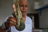 Pedagang memperlihatkan udang lobster di salah satu usaha penampungan, Banda Aceh, Aceh, Selasa (18/2/2020). Menurut pedagang, volume ekspor udang lobster turun drastis sejak tiga pekan terakhir dari sebanyak 100 kilogram menjadi 20 kilogram per hari menyusul lesunya permintaan pasar luar negeri, terutama dari Cina yang disertai harga penjualan juga anjlok dari Rp350.000 per kilogram menjadi Rp150.000 perkilogram. Antara Aceh/Ampelsa.