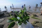 Warga menanam bibit mangrove di Pantai Desa  Banjar Talela, Sampang, Jawa Timur, Selasa (18/2/2020). Penanaman seribu mangrove dengan tajuk 'Polri Peduli Penguatan Pantai dan Penguatan Ekonomi Masyarakat Pesisir' itu melibatkan TNI, Kelompok Peduli Mangrove Madura (KPMM) pelajar dan masyarakat pesisir. Antara Jatim/Saiful Bahri/zk