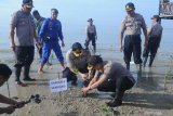 Kapolres Sampang AKBP Didit Bambang Wibowo Saputro (duduk kiri) didampingi Wakapolres Kompol Moh Lutfi (duduku kanan) menanam bibit mangrove di Pantai Desa  Banjar Talela, Sampang, Jawa Timur, Selasa (18/2/2020). Penanaman seribu mangrove dengan tajuk 'Polri Peduli Penguatan Pantai dan Penguatan Ekonomi Masyarakat Pesisir' itu melibatkan TNI, Kelompok Peduli Mangrove Madura (KPMM) pelajar dan masyarakat pesisir. Antara Jatim/Saiful Bahri/zk