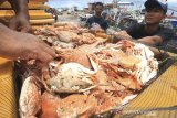 Nelayan mengumpulkan rajungan hasil tangkapan di Karangsong, Indramayu, Jawa Barat, Selasa (18/2/2020). Kementerian Kelautan dan Perikanan (KKP) menargetkan menyatakan komoditas rajungan mampu memberikan kontribusi besar terhadap target ekspor produk perikanan 2020 sebesar USD 6,47 miliar. ANTARA JABAR/Dedhez Anggara/agr