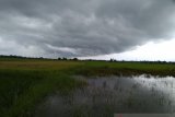 Hujan merata di wilayah utara Sulsel pemicu sawah tergenang