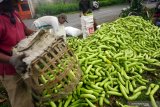 Petani memanen sayur terong (solanum melongena) jenis hitavi atau terong hijau di areal persawahan Pucung, Tulungagung, Jawa Timur, Rabu (19/2/2020). Harga komoditas sayur terong di pasaran turun drastis dari sebelumnya masih di kisaran Rp. 3000 per kg kini tinggal Rp. 1000 dengan volume atau kuantitas yang sama. Antara Jatim/Destyan Sujarwoko/zk