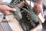 Menteri Edhy Prabowo : Prioritas utama budi daya lobster dan bukan ekspor