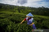 Petani memanen teh di perkebunan teh PTPN VIII Sukawana, Lembang, Kabupaten Bandung Barat, Jawa Barat, Rabu (19/2/2020). Pemerintah melalui Kementerian Pertanian menargetkan produksi teh pada 2024 menjadi 320.000 ton atau meningkat sebesar 110,5 persen dibandingan dengan 2019 guna mendukung ambisi peningkatan ekspor teh dari 36.700 ton pada 2019 menjadi 92.100 ton dalam 5 tahun. ANTARA JABAR/Raisan Al Farisi/agr