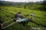 Petani memanen teh di perkebunan teh PTPN VIII Sukawana, Lembang, Kabupaten Bandung Barat, Jawa Barat, Rabu (19/2/2020). Pemerintah melalui Kementerian Pertanian menargetkan produksi teh pada 2024 menjadi 320.000 ton atau meningkat sebesar 110,5 persen dibandingan dengan 2019 guna mendukung ambisi peningkatan ekspor teh dari 36.700 ton pada 2019 menjadi 92.100 ton dalam 5 tahun. ANTARA JABAR/Raisan Al Farisi/agr