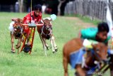 Joki memacu sapi kerapan berusaha menyusul lawannya saat Kerapan Sapi di Desa Durbuk, Pamekasan, Jawa Timur, Jumat (21/2/2020). Kerapan yang diperuntukkan bagi sapi pemula itu diikuti puluhan pasang sapi dari Sampang, Pamekasan dan Sumenep. Antara Jatim/Saiful Bahri/zk.