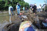 Warga membersihkan sampah di Hari Peduli Sampah Nasional di Sungai Bedadung, Kaliwates, Jember, Jawa Timur, Jumat (21/2/2020). Ratusan relawan dari komunitas peduli sampah dan instansi di Jember membersihkan sampah plastik di Sungai Bedadung, mengangkut sampah dari tempat pembuangan sampah liar di tepi jalan, dan menanam pohon sebagai upaya menjaga lingkungan, dan mengurangi sampah. Antara Jatim/Seno/zk.