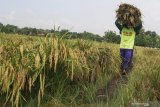 Petani memanen padi di salah satu kawasan lumbung padi di Ngawi, Jawa Timur, Jumat (21/2/2020). Perum Badan Urusan Logistik (Bulog) menurunkan target serapan beras petani dari 2,7 juta ton di tahun 2018 menjadi 1,7 juta ton di tahun 2020 karena terkendala penyaluran beras, padahal dari data Kementerian Pertanian musim panen tahun ini produksi gabah diprediksi mencapai 7 juta ton. Antara Jatim/Ari Bowo Sucipto/zk.