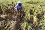 Petani memanen padi di salah satu kawasan lumbung padi di Ngawi, Jawa Timur, Jumat (21/2/2020). Perum Badan Urusan Logistik (Bulog) menurunkan target serapan beras petani dari 2,7 juta ton di tahun 2018 menjadi 1,7 juta ton di tahun 2020 karena terkendala penyaluran beras, padahal dari data Kementerian Pertanian musim panen tahun ini produksi gabah diprediksi mencapai 7 juta ton. Antara Jatim/Ari Bowo Sucipto/zk.