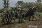 Petani memikul tanaman jagung untuk pakan ternak di Kadipaten, Kabupaten Tasikmalaya, Jawa Barat, Jumat (21/2/2020). Kementerian Pertanian (Kementan) menjamin pasokan jagung untuk industri pakan dan peternak tercukupi dengan proyeksi kebutuhan jagung pada 2020 untuk pabrik pakan sebesar 8,5 juta ton, sedangkan untuk peternak sebesar 3,48 juta ton. ANTARA JABAR/Adeng Bustomi/agr