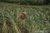 Petani memikul tanaman jagung untuk pakan ternak di Kadipaten, Kabupaten Tasikmalaya, Jawa Barat, Jumat (21/2/2020). Kementerian Pertanian (Kementan) menjamin pasokan jagung untuk industri pakan dan peternak tercukupi dengan proyeksi kebutuhan jagung pada 2020 untuk pabrik pakan sebesar 8,5 juta ton, sedangkan untuk peternak sebesar 3,48 juta ton. ANTARA JABAR/Adeng Bustomi/agr