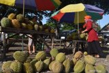 Penjual beraktivitas di areal pasar musiman buah durian lokal di Pagotan, Kabupaten Madiun, Jawa Timur, Jumat (21/2/2020). Pada musim panen buah durian, kawasan tersebut banyak dimanfaatkan penjual musiman menawarkan durian lokal dengan harga antara Rp25.000 hingga Rp75.000 perbuah tergantung ukuran dan kualitas hasil produksi petani di kawasan lereng Gunung Wilis sisi barat. Antara Jatim/Siswowidodo/zk