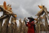 Buruh tani memetik jagung saat panen raya di Kasreman, Ngawi, Jawa Timur, Senin (24/2/2020). Kementerian Pertanian memprediksi produksi jagung sepanjang tahun 2020 mencapai 24,16 juta ton sehingga relatif aman untuk memenuhi kebutuhan jagung di pabrik pakan ternak sebesar 8,5 juta ton serta peternak sebesar 3,48 juta ton. Antara Jatim/Ari Bowo Sucipto/zk