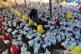 Pekerja memberikan pakan ternak ayam potong di Kawasan Kecamatan Johan Pahlawan, Aceh Barat, Aceh, Senin (24/2/2020). Peternak setempat menyatakan dalam sebulan bisa memproduksi 10 sampai 12 ton ayam potong untuk kebutuhan perusahan dan pasar dengan harga jual Rp18.000 hingga Rp23.000 per kilogram. ANTARA Aceh/Syifa Yulinnas.
