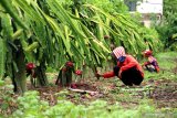 Pekerja merawat tanaman buah naga yang busuk akibat tidak dipanen di, Banyuwangi, Jawa Timur, Selasa (25/2/2020). Perawatan itu dilakukan setelah harga buah naga berangsur naik menjadi Rp4.000 per kilogram, karena sebelumnya petani tidak memanen akibat harga anjlok mencapai  Rp1.500 perkilogram dampak panen raya. Antara Jatim/Budi Candra Setya/zk.