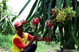 Pekerja merawat tanaman buah naga yang busuk akibat tidak dipanen di, Banyuwangi, Jawa Timur, Selasa (25/2/2020). Perawatan itu dilakukan setelah harga buah naga berangsur naik menjadi Rp4.000 per kilogram, karena sebelumnya petani tidak memanen akibat harga anjlok mencapai  Rp1.500 perkilogram dampak panen raya. Antara Jatim/Budi Candra Setya/zk.