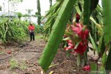 Pekerja merawat tanaman buah naga yang busuk akibat tidak dipanen di, Banyuwangi, Jawa Timur, Selasa (25/2/2020). Perawatan itu dilakukan setelah harga buah naga berangsur naik menjadi Rp4.000 per kilogram, karena sebelumnya petani tidak memanen akibat harga anjlok mencapai  Rp1.500 perkilogram dampak panen raya. Antara Jatim/Budi Candra Setya/zk.