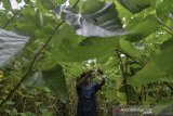 Petani memetik daun murbei di ladangnya, Kampung Karang Anyar, Kabupaten Tasikmalaya, Jawa barat, Selasa (25/2/2020). Petani di kawasan tersebut menanam tanamanan murbei untuk kebutuhan produksi teh yang dipasarkan ke Sukabumi dengan harga Rp2.500 per kilogram serta sebagian petani menjual daunnya untuk kebutuhan ulat sutra. ANTARA JABAR/Adeng Bustomi/agr